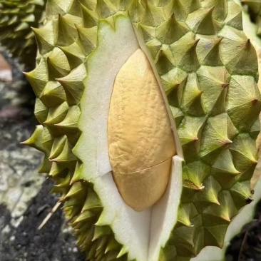 干尧