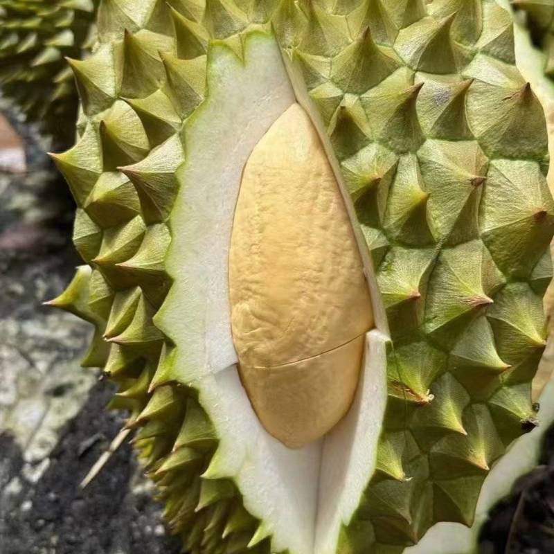 干尧