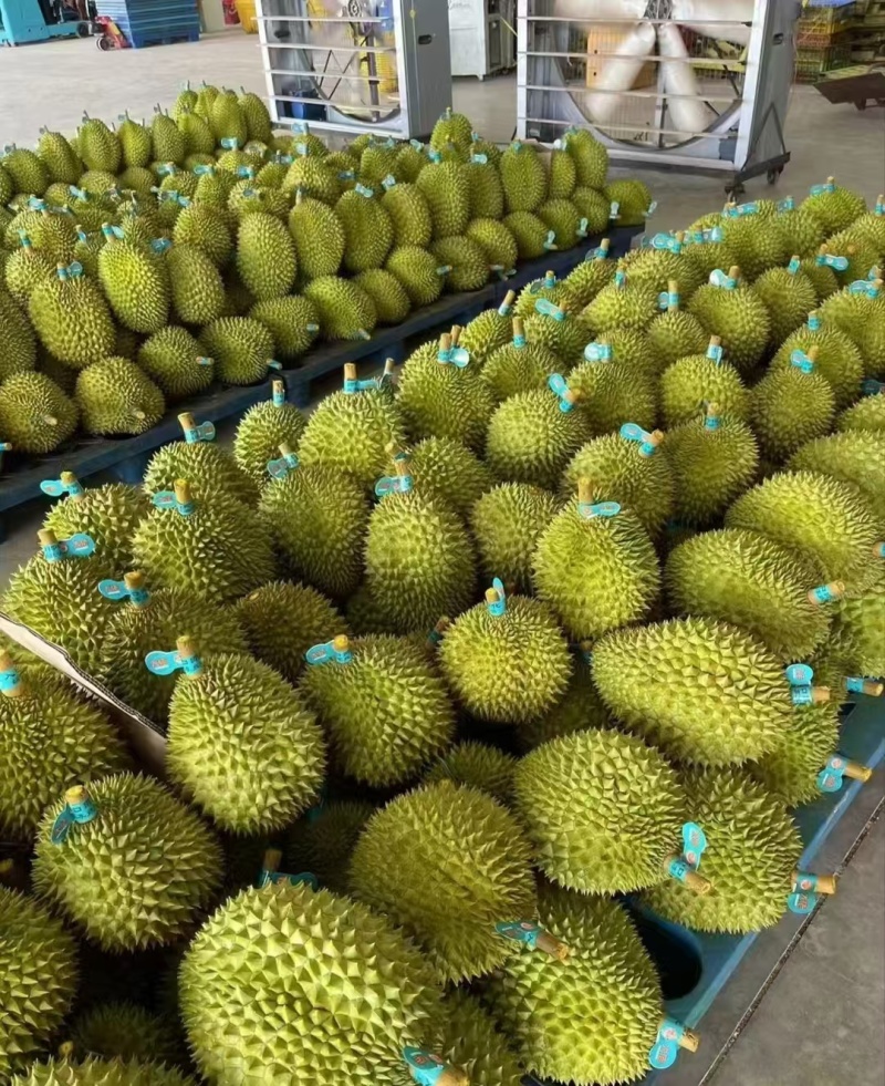 干尧