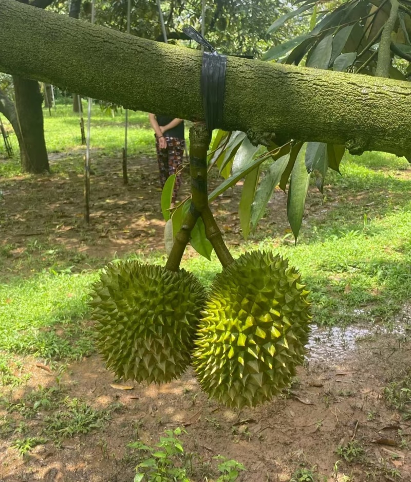 干尧