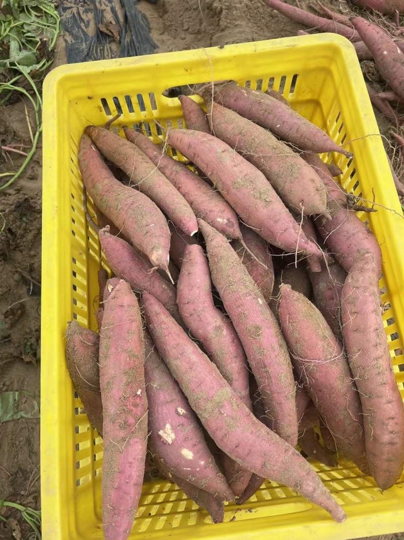【秦署五号】陕西红薯一手货源条形顺直烤署无擦伤断头有网袋纸箱