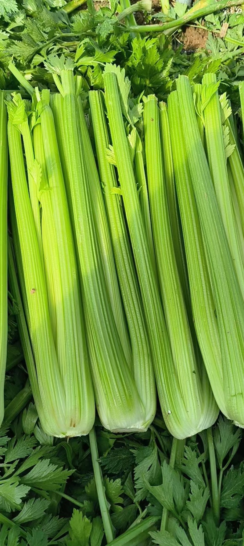 【万亩西芹基地】河南芹菜之乡，2024精品西芹大量上市