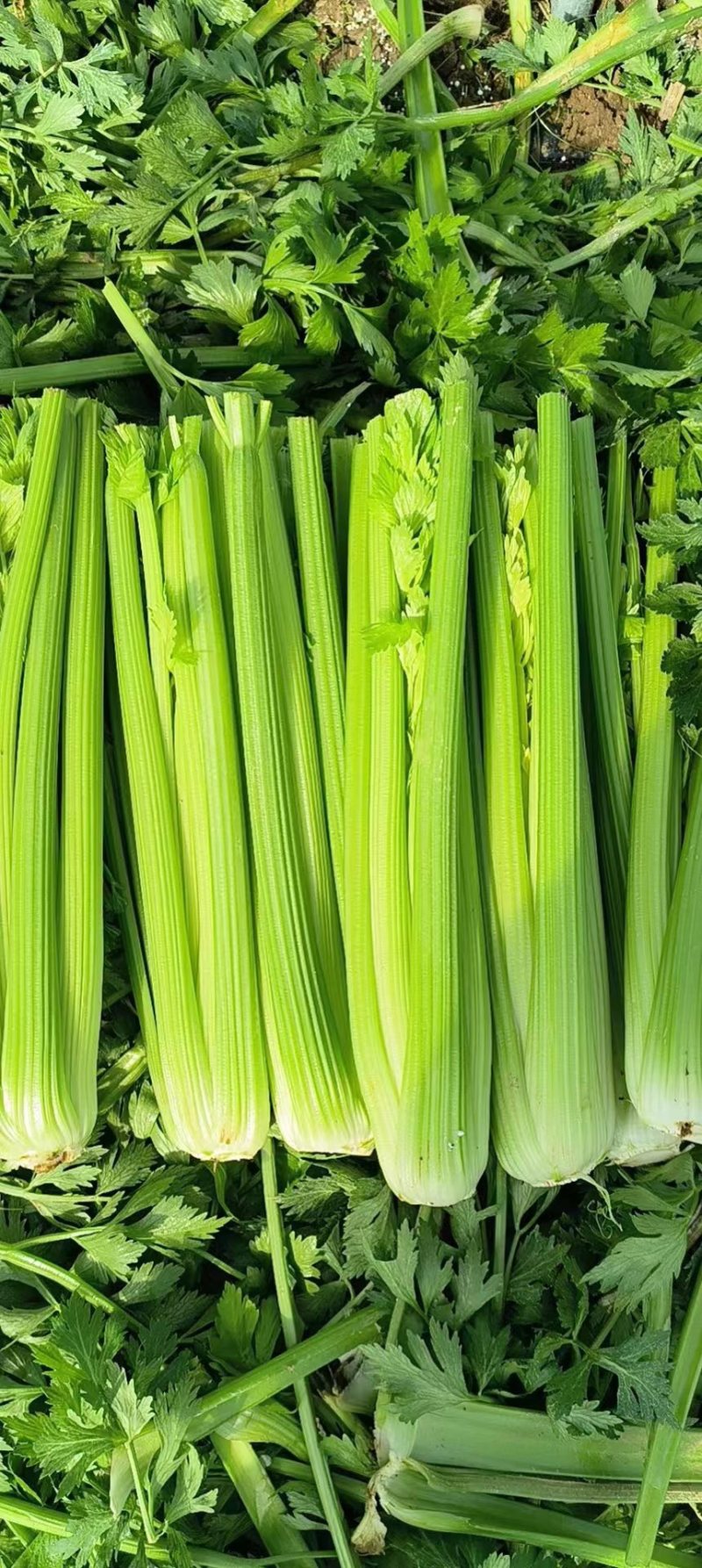 【万亩西芹基地】河南芹菜之乡，2024精品西芹大量上市