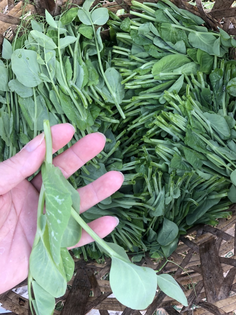 精选四川荣县豌豆苗豌豆尖口感好产地直发价格实惠运输便利