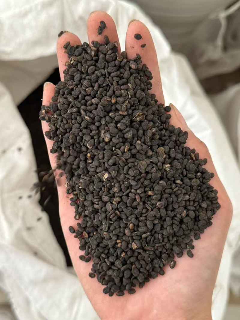 补骨脂盐炒补骨脂新货超干净破骨脂破故子黑故子