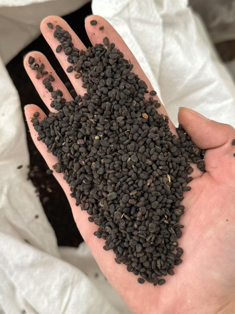补骨脂盐炒补骨脂新货超干净破骨脂破故子黑故子