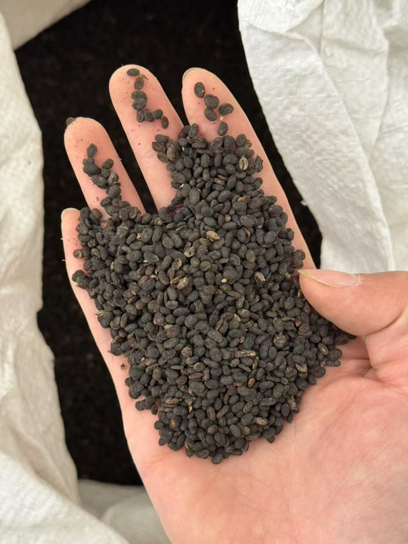 补骨脂盐炒补骨脂新货超干净破骨脂破故子黑故子