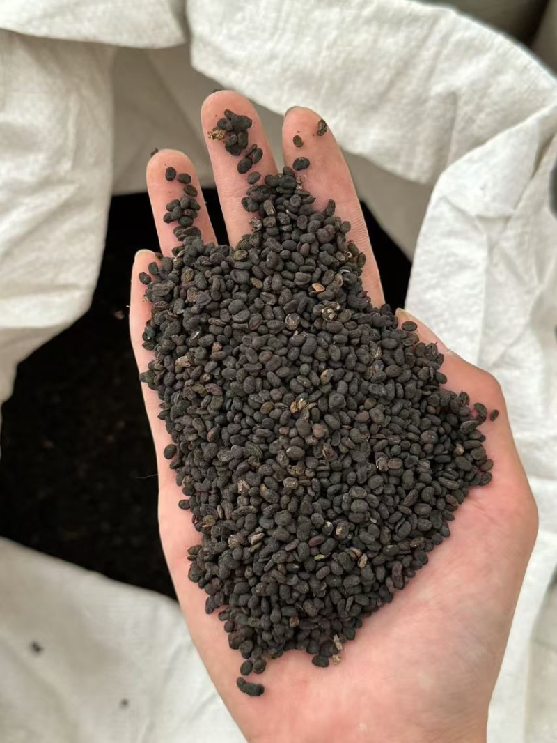 补骨脂盐炒补骨脂新货超干净破骨脂破故子黑故子