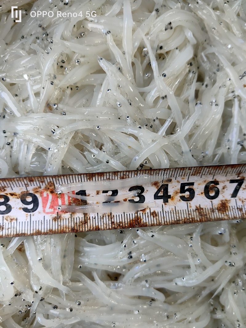 新鲜银鱼，可做冻品，干货