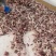 高端熟牛杂原料自己煮制一手货源现货实拍滨州熟食厂家直发