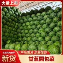 精品甘蓝大量上市产地直发规格齐全一手货源可视频看货