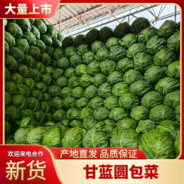 精品甘蓝大量上市产地直发规格齐全一手货源可视频看货