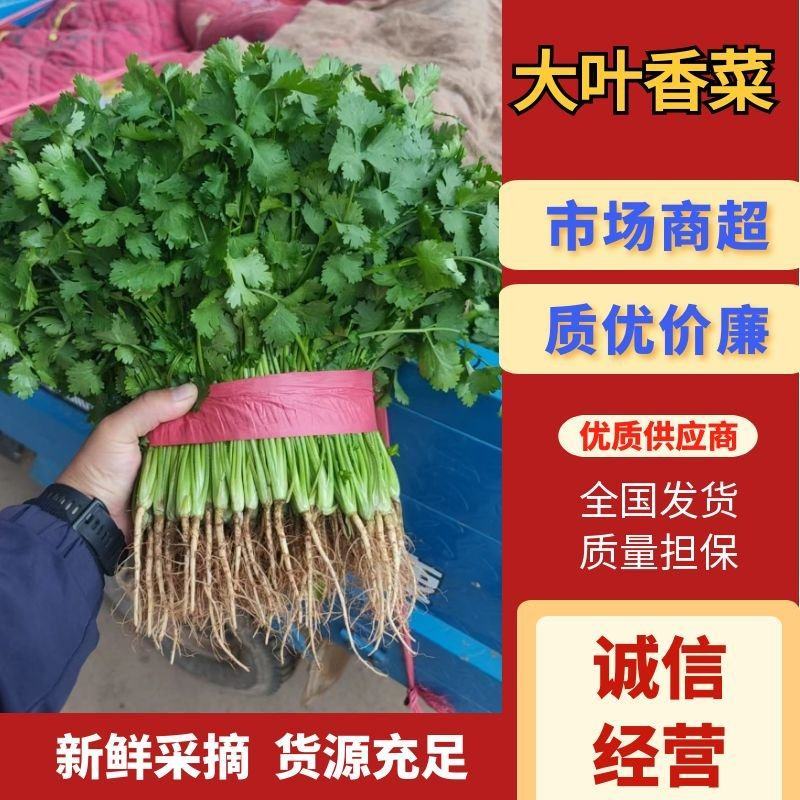 河北大叶香菜大量上市一手货源可对接电商市场商超欢迎询价