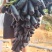 宾川错季蓝宝石以少量上市，品质保证，口感好