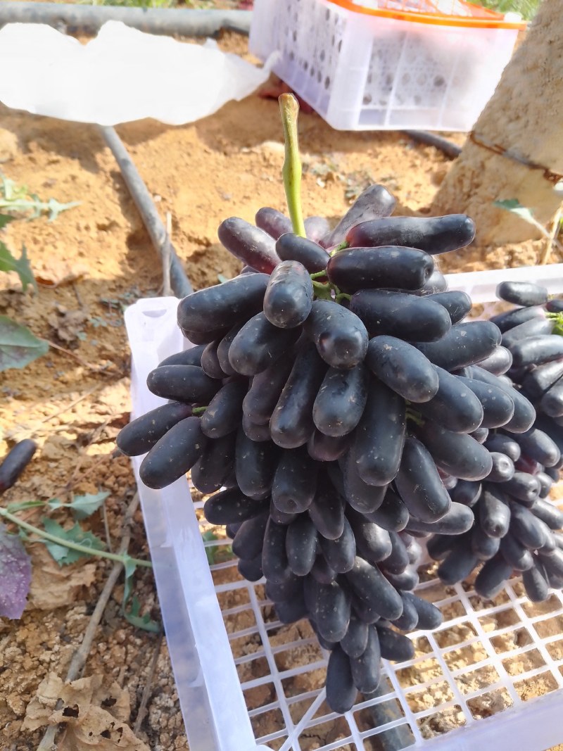 宾川错季蓝宝石以少量上市，品质保证，口感好
