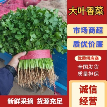大叶香菜质量优质品质好根粗叶大