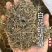 白花蛇舌草发货前过筛干净无硫蛇舌草实拍发货如图