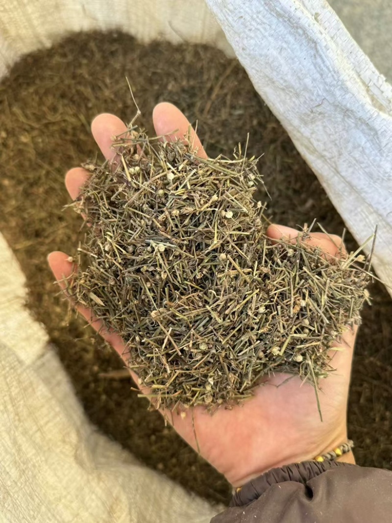 白花蛇舌草发货前过筛干净无硫蛇舌草实拍发货如图