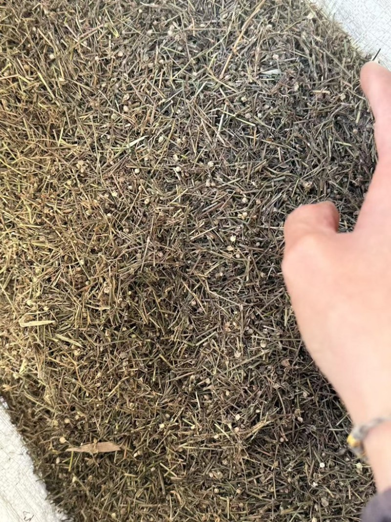 白花蛇舌草发货前过筛干净无硫蛇舌草实拍发货如图