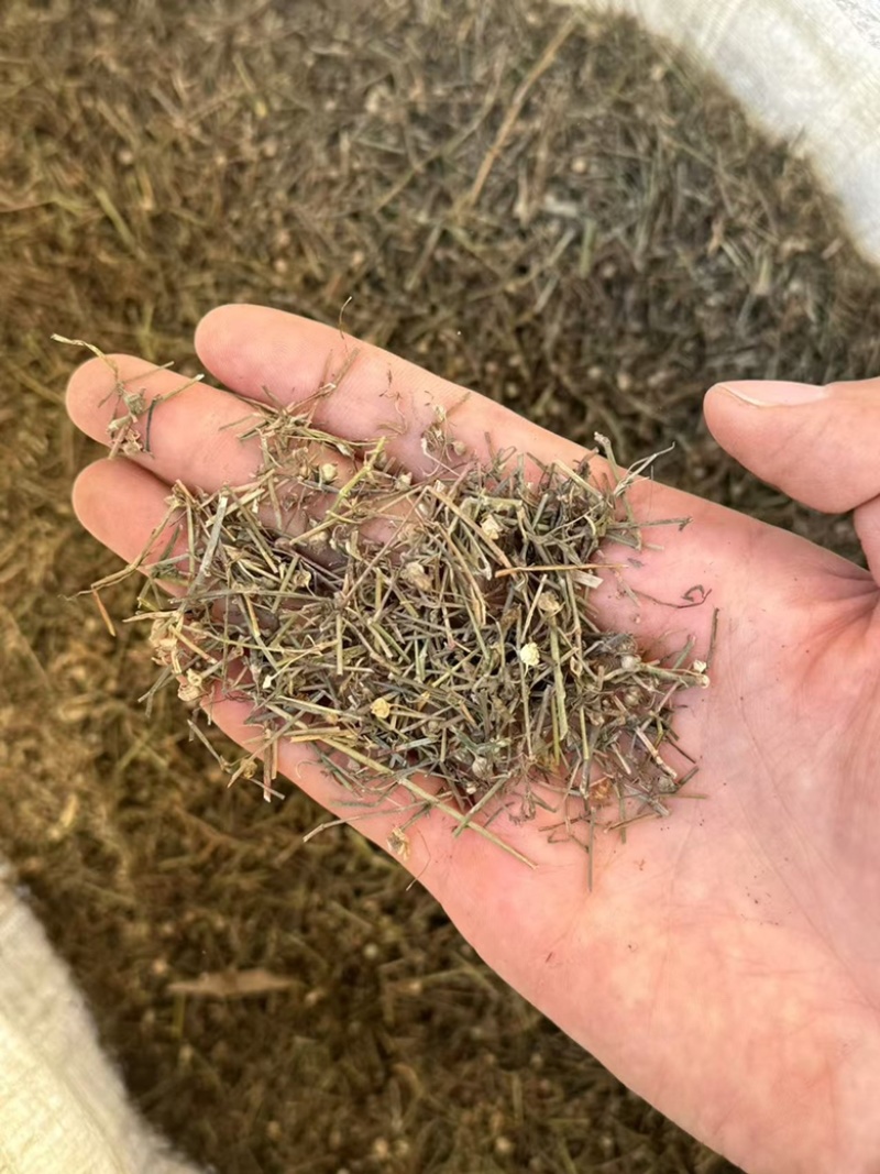 白花蛇舌草发货前过筛干净无硫蛇舌草实拍发货如图