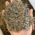 白花蛇舌草发货前过筛干净无硫蛇舌草实拍发货如图