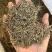 白花蛇舌草发货前过筛干净无硫蛇舌草实拍发货如图