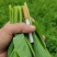 精选四川荣县豌豆苗豌豆尖口感好产地直发价格实惠运输便利