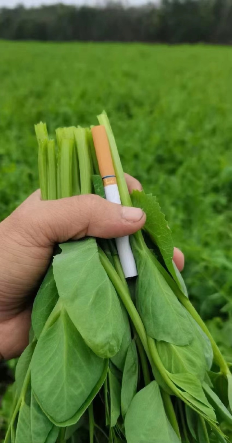 精选四川荣县豌豆苗豌豆尖口感好产地直发价格实惠运输便利
