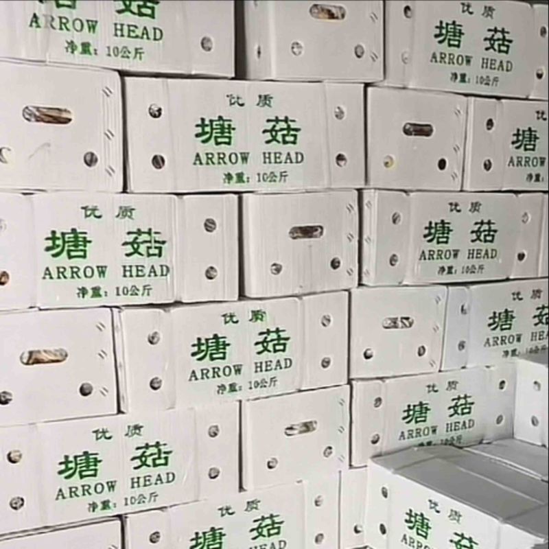 塘菇，出口塘菇，出口茨菇，出口慈姑，质量上乘，价优