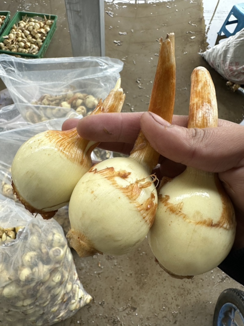 塘菇，出口塘菇，出口茨菇，出口慈姑，质量上乘，价优