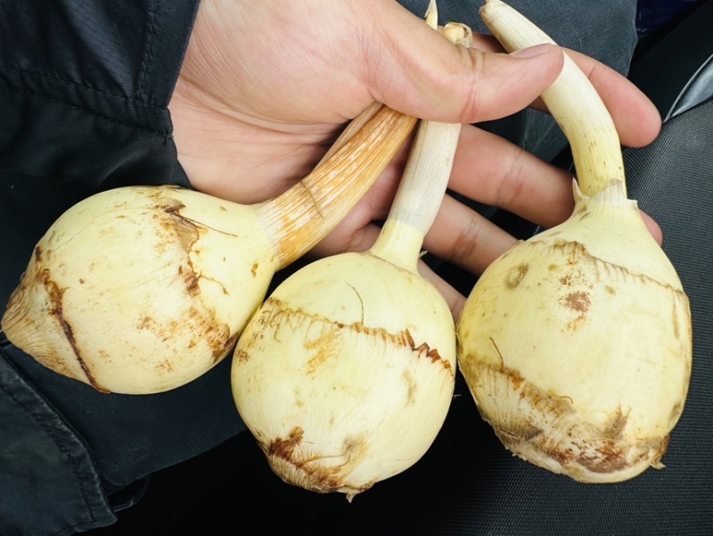 塘菇，出口塘菇，出口茨菇，出口慈姑，质量上乘，价优