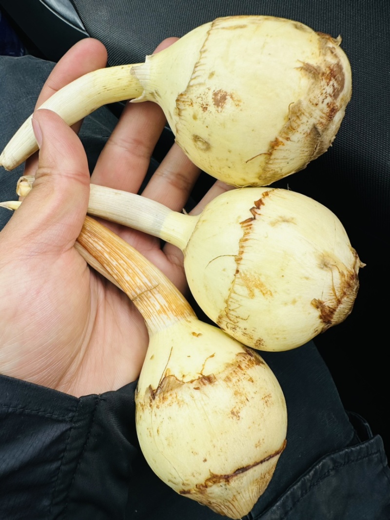 塘菇，出口塘菇，出口茨菇，出口慈姑，质量上乘，价优