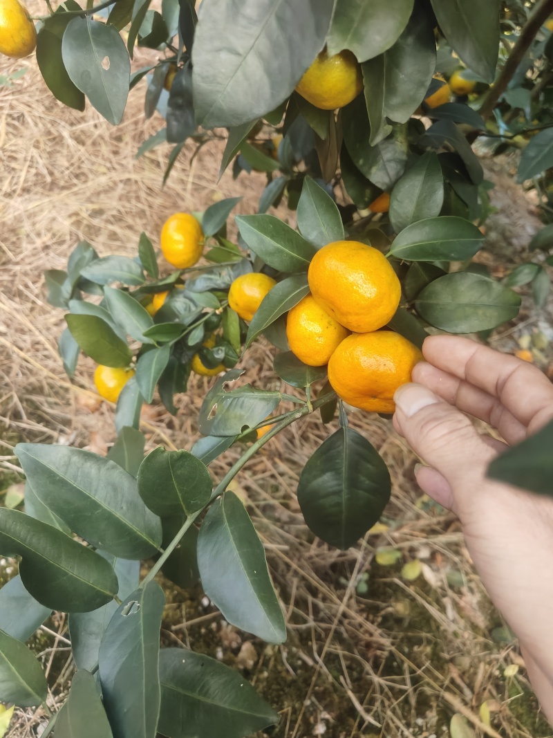 清远八月桔月中上市，皮薄多汁，硬度好