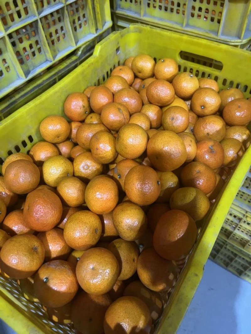 紧急通知3万斤，金秋沙糖橘特高次，可供电商平台，价格便宜