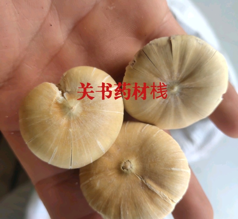 壮阳果，选关书药材批发各种