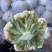 【全年供应】有机花菜小米松花品质保证可对接商超市场