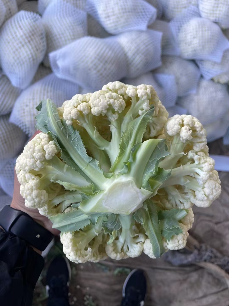 【全年供应】有机花菜小米松花品质保证可对接商超市场