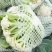 【全年供应】有机花菜小米松花品质保证可对接商超市场