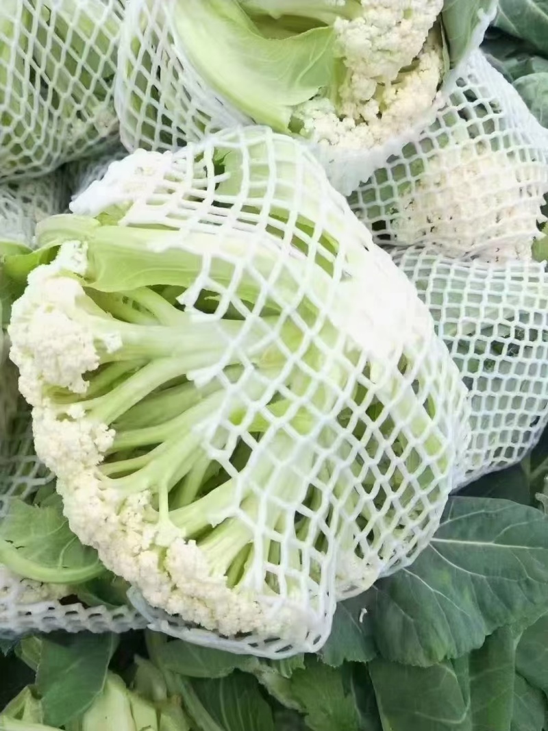 【全年供应】有机花菜小米松花品质保证可对接商超市场