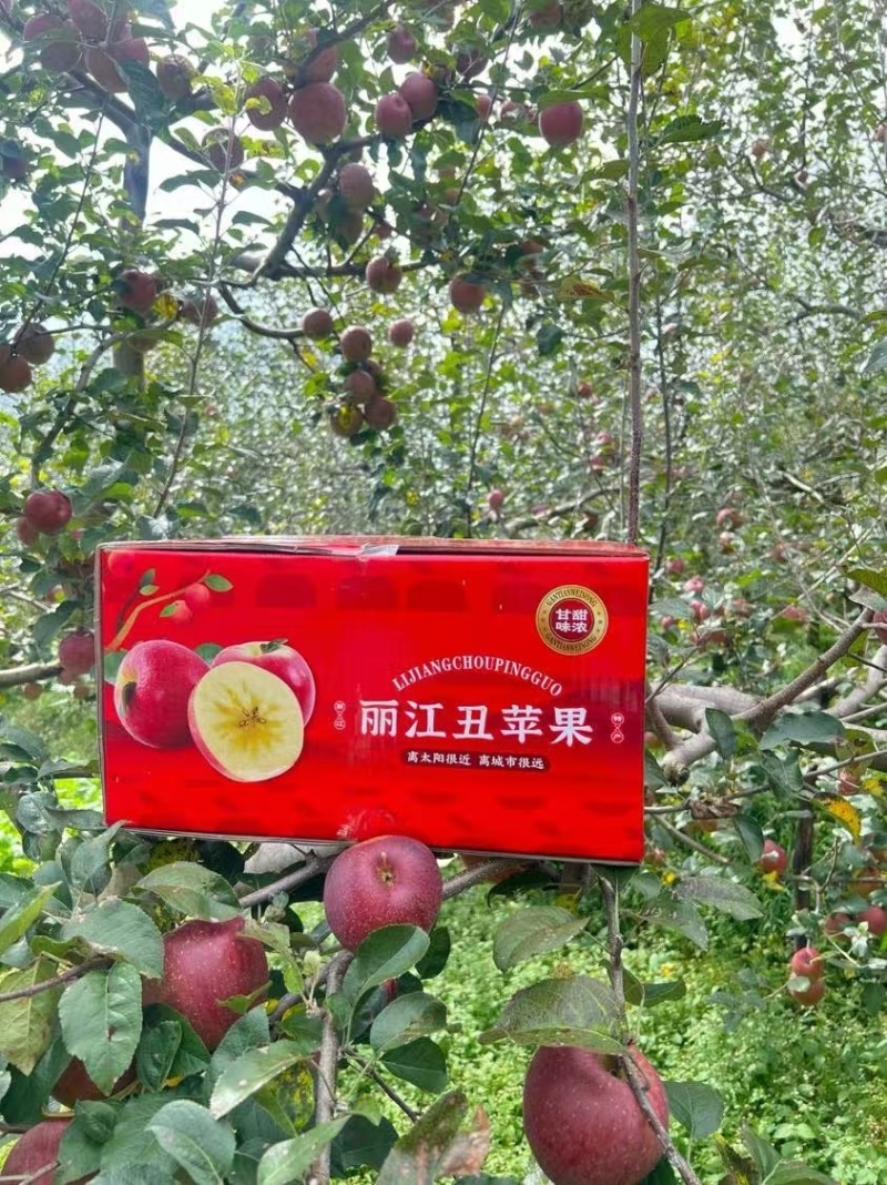 丽江丑苹果