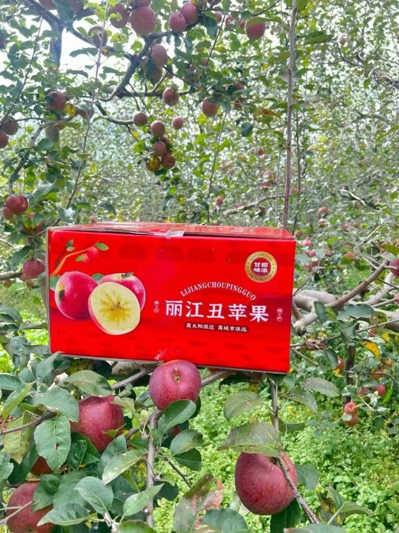 丽江丑苹果