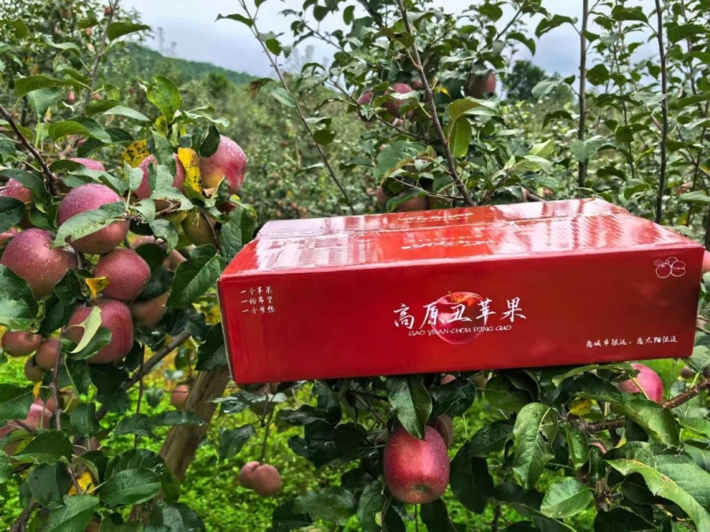 丽江丑苹果