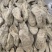 天麻乌天麻新货精选12个一斤关书药业