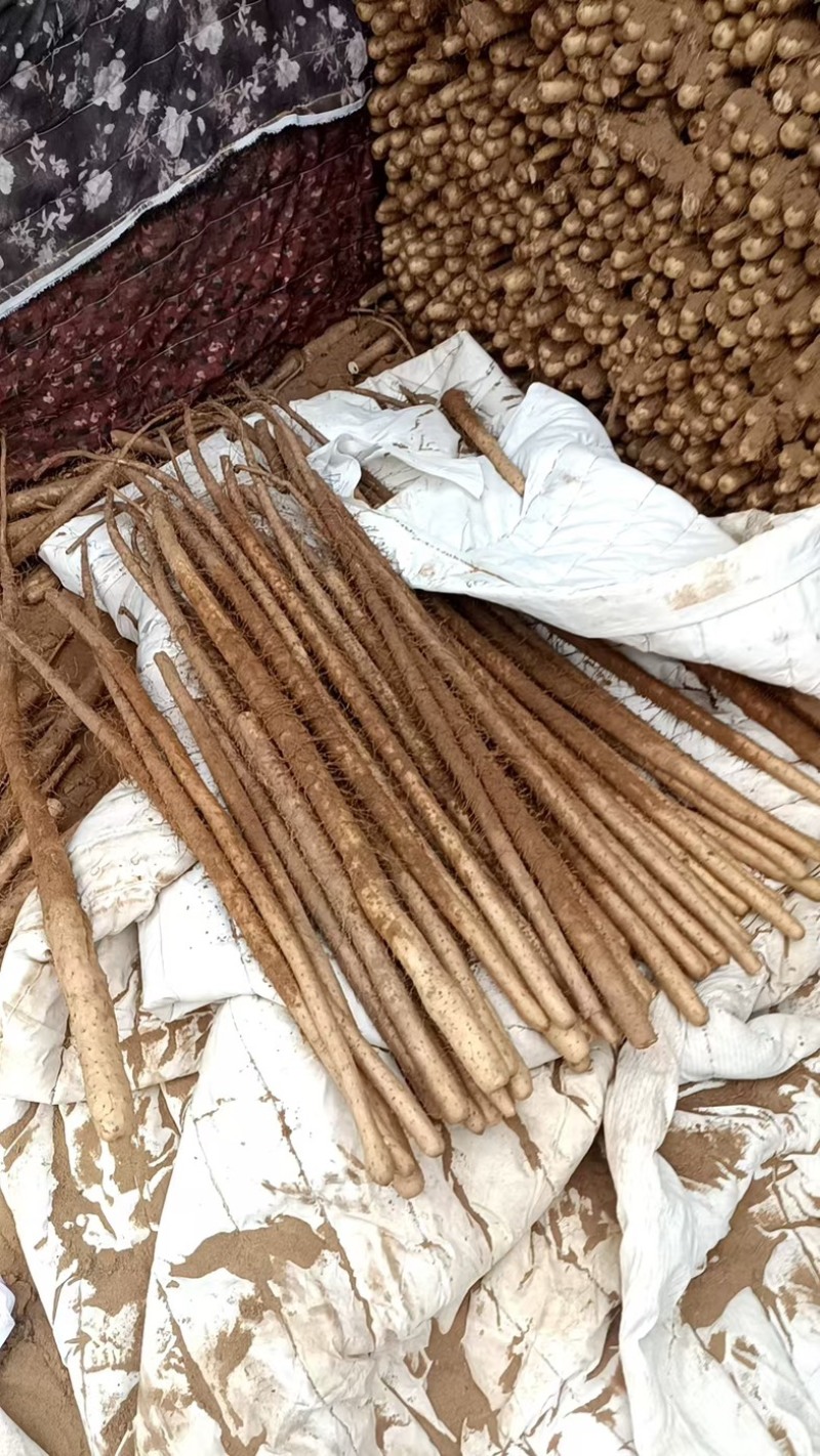 榆林紫山药河北山药蠡县山药货量充足保质保量