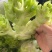精品儿菜产地直发对接全国市场电商工厂欢迎来电