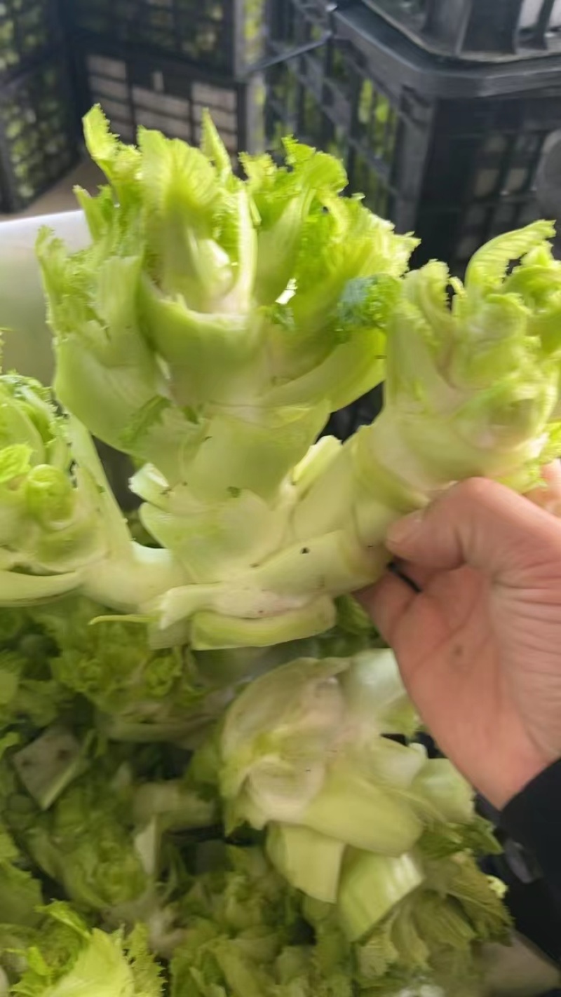精品儿菜产地直发对接全国市场电商工厂欢迎来电