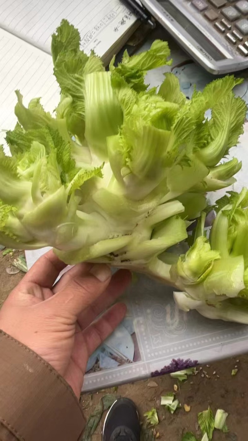 精品儿菜产地直发对接全国市场电商工厂欢迎来电