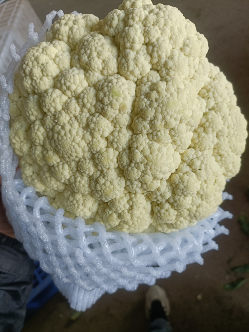 天门张港花菜