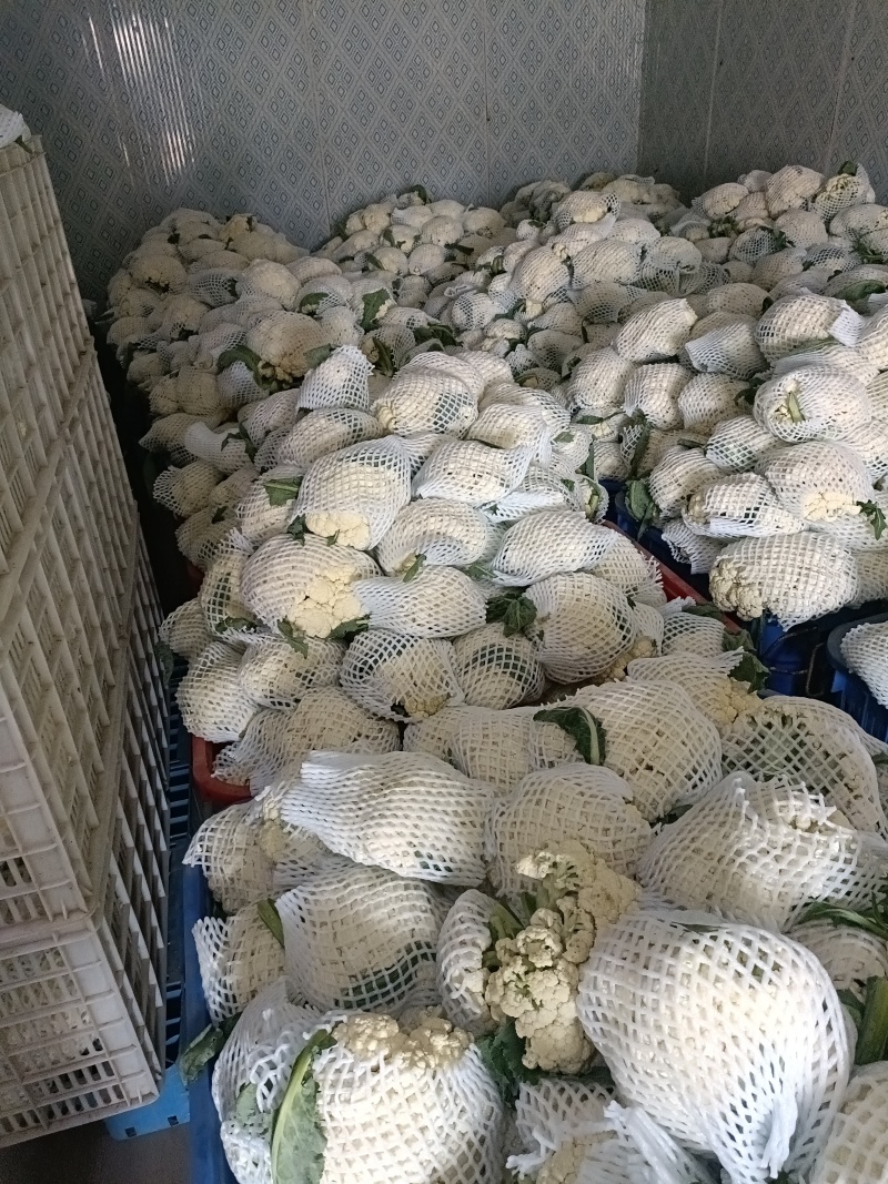 天门张港花菜