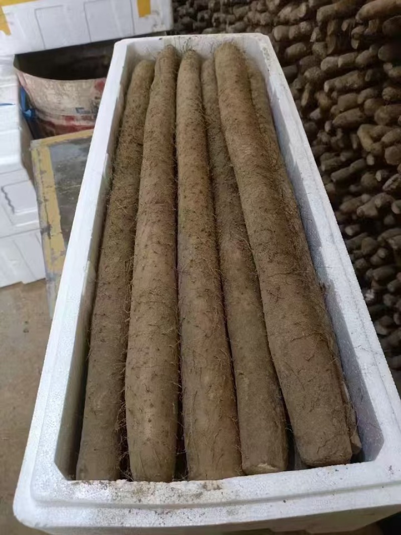 精品白玉山药河北白玉山药实力代办一条龙服务欢迎咨询